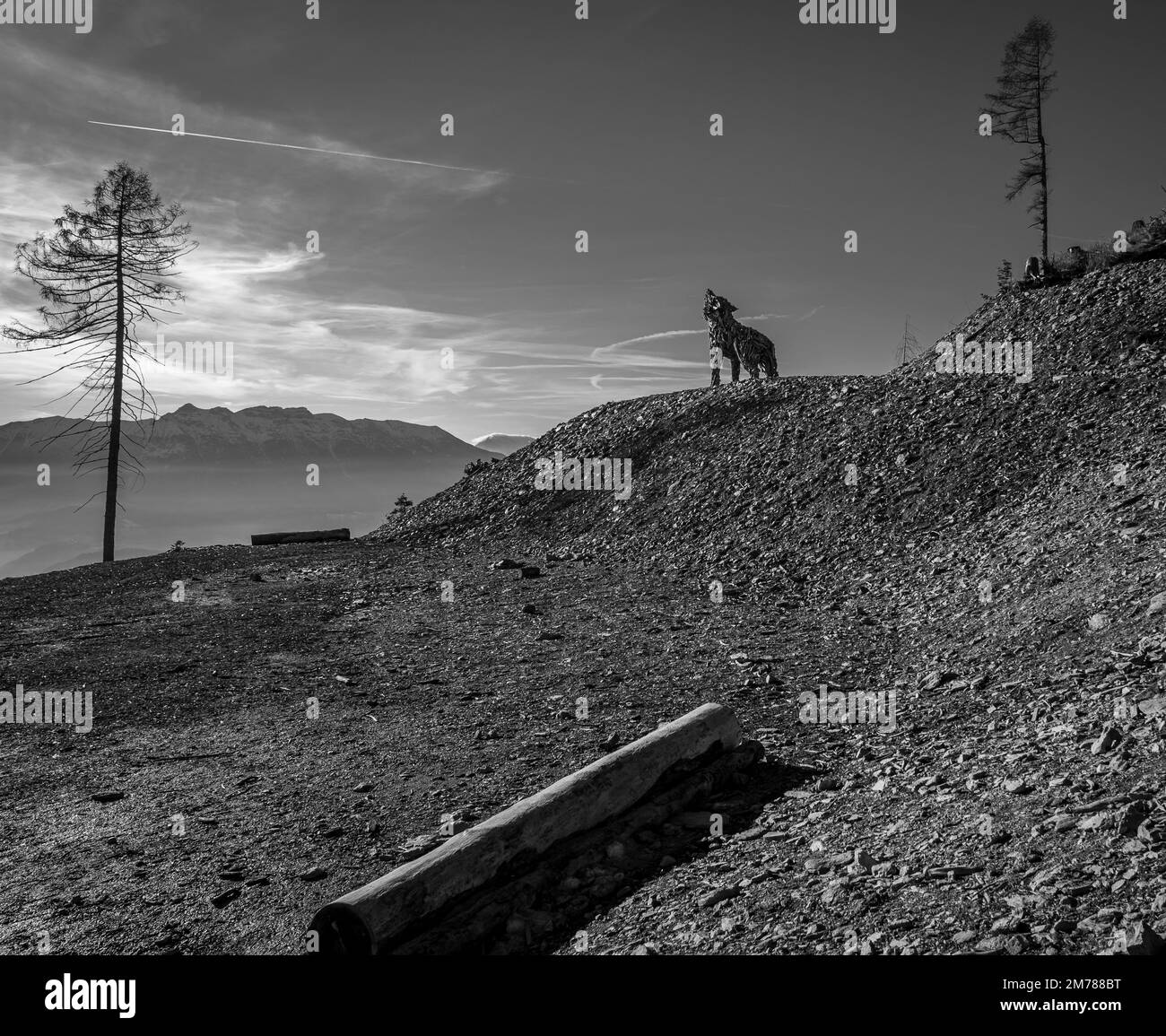 Lupa Vaia (Vaia Wolf). Holzskulptur mit zurückgewonnenem Holz aus dem Sturm Vaia (Zyklon Adrian) von Marco Martalar Vetriolo, Levico Terme, Trento Stockfoto