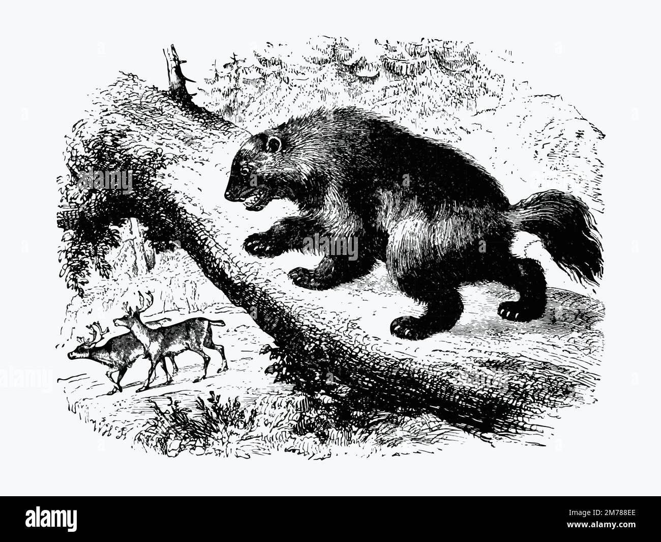 The Wolverine from Nimrod in the North oder Hunting and Fishing Adventures in the Arctic Regions, herausgegeben von Cassell & Co. (1885). Original aus dem B Stock Vektor