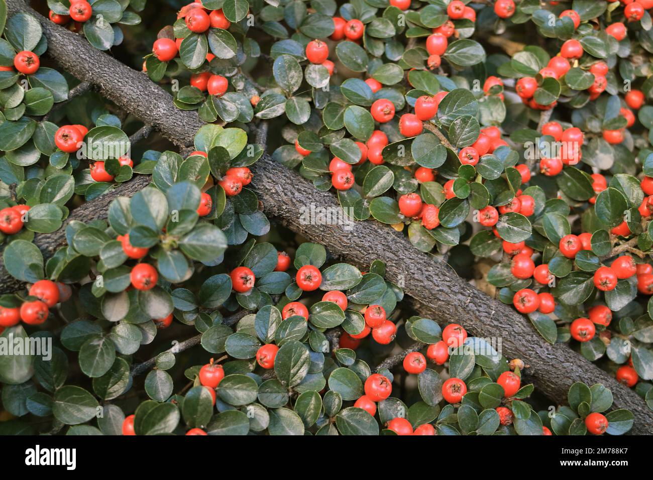Fruiting Red Beeren Shrubs im Herbst von El Calafate, Argentinien, Patagonien, Südamerika Stockfoto