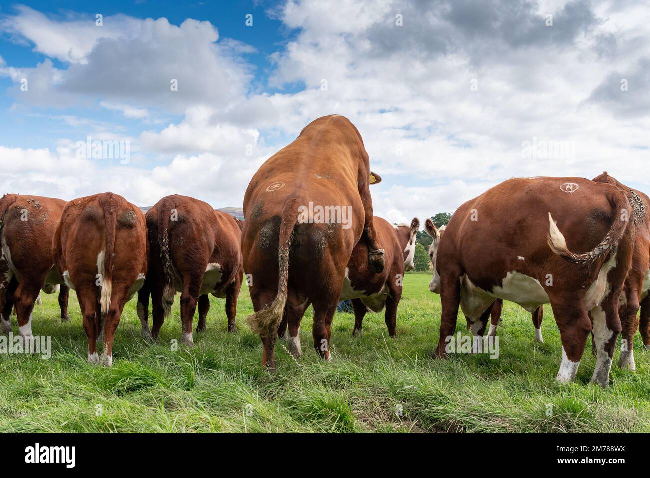 Hereford Bull bulling oder Paarung mit einer Kuh auf Hitze, Cumbria, Großbritannien. Stockfoto