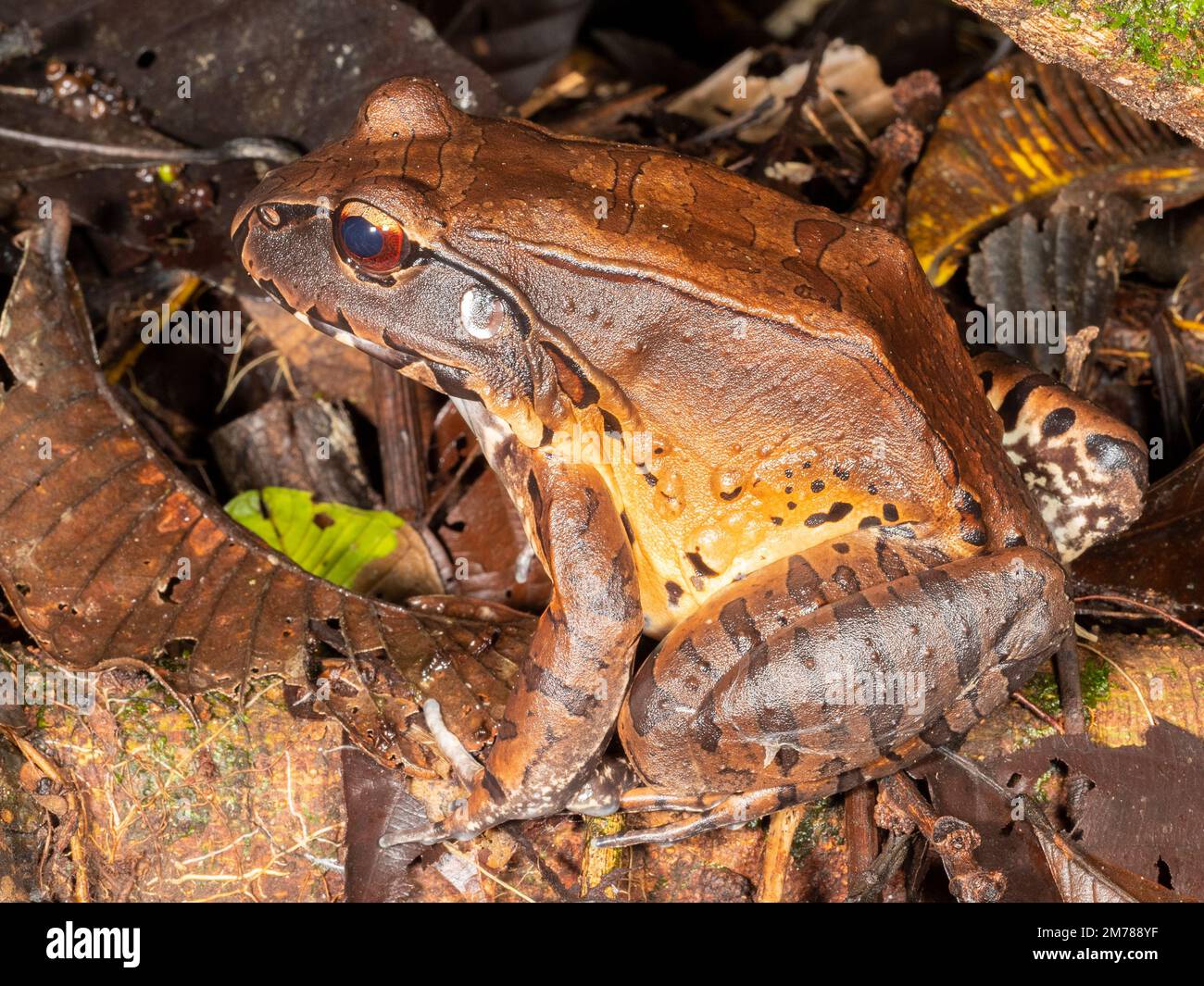 Raucherfrosch (Leptodactylus pentadactylus). Auf dem Regenwaldboden, Provinz Orellana, Ecuador Stockfoto