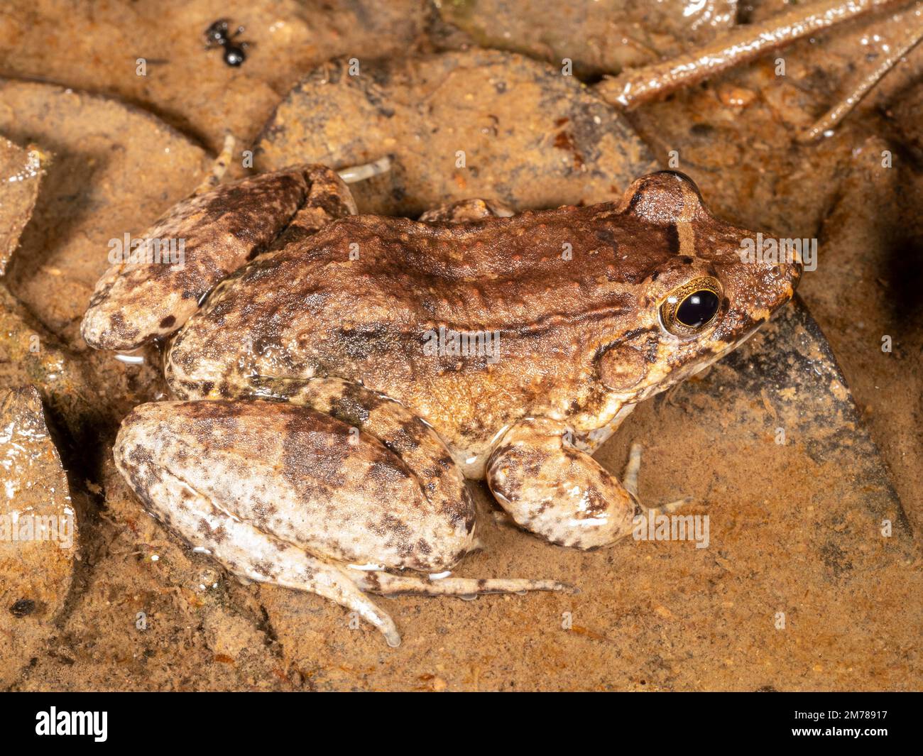 Zwergfrosch (Leptodactylus wagneri) in einer Regenwaldpfütze, Ecuador Stockfoto