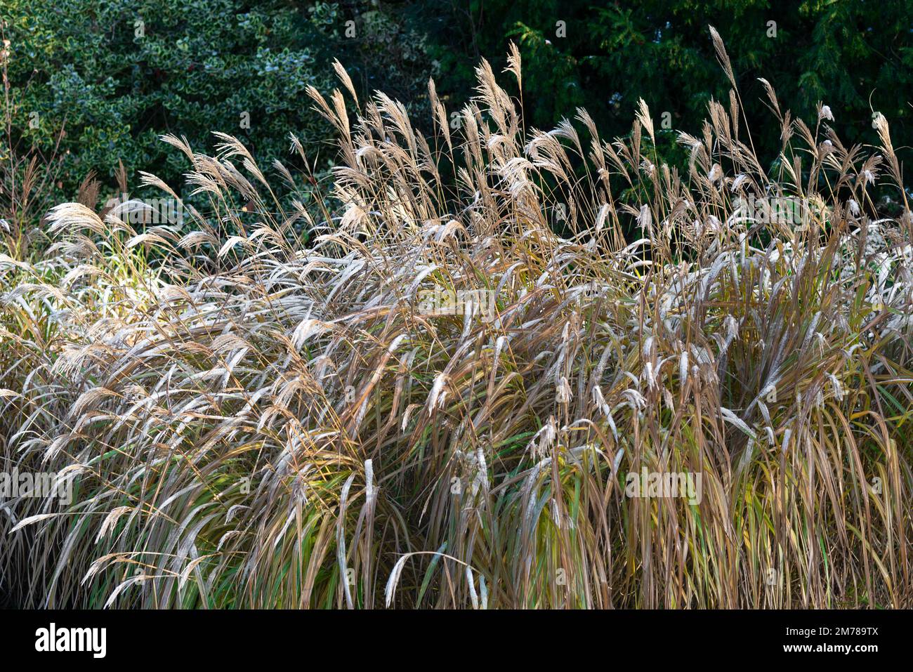 Hohe Gräser an der Gartengrenze an einem frostigen Tag während eines kalten Snaps im Dezember – Berkshire, England, Großbritannien Stockfoto
