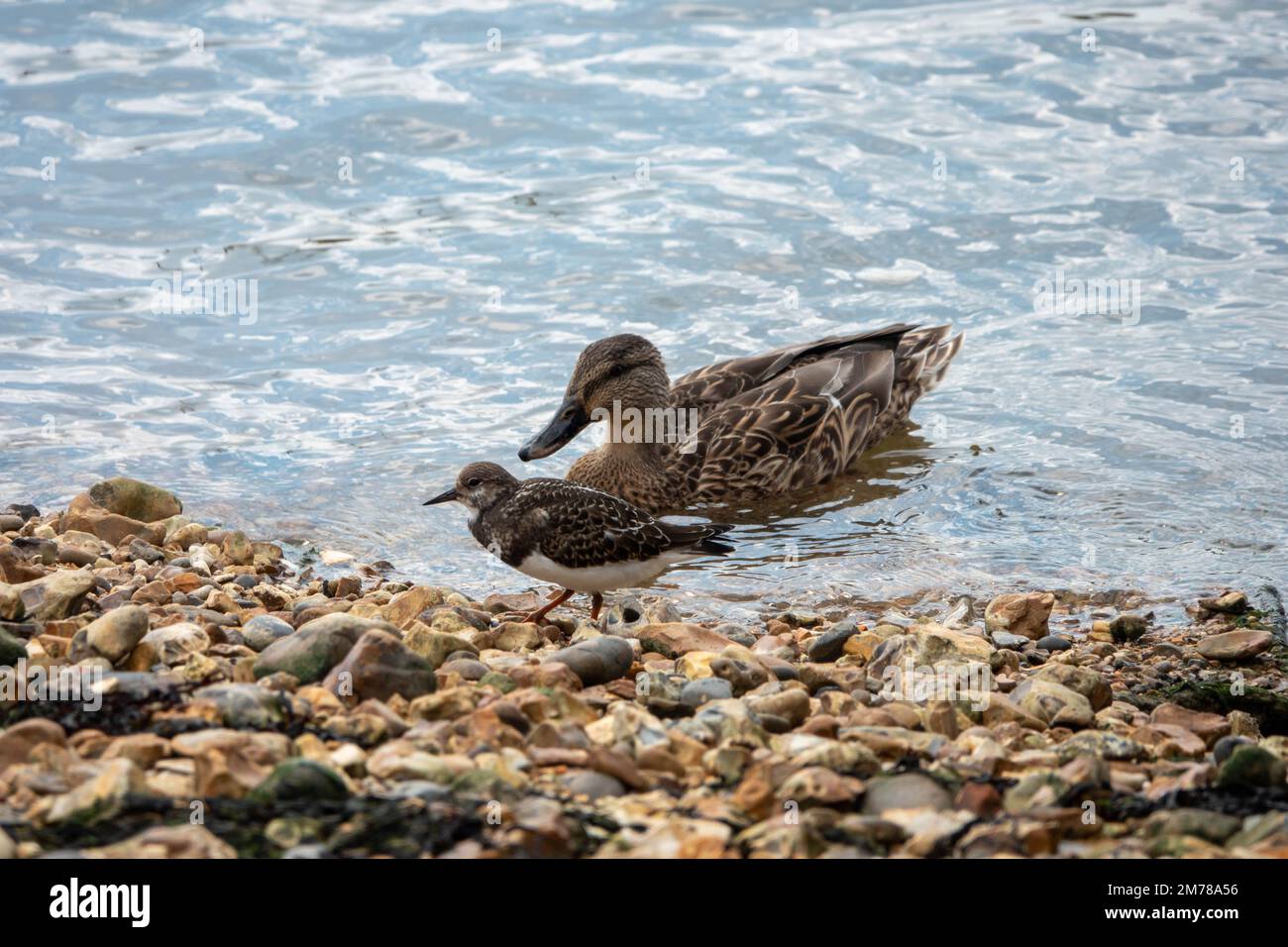 turnstone am Strand mit weiblicher Stockente im Meer dahinter Stockfoto