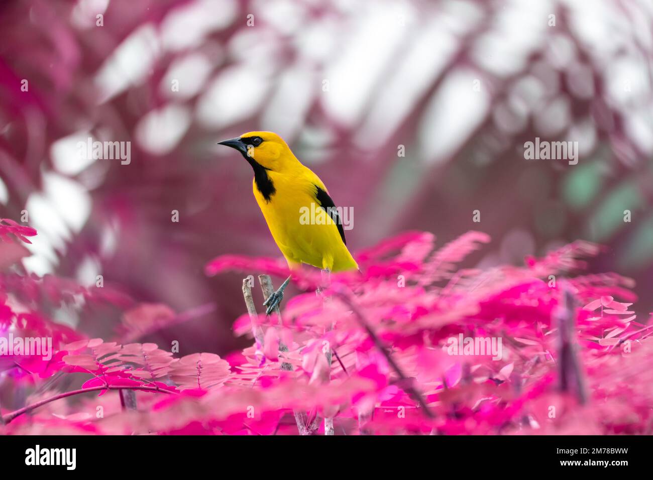 Ein gelber orientalischer Vogel, der auf einem Baum in einem magentafarbenen Ton und Hintergrund steht. Stockfoto