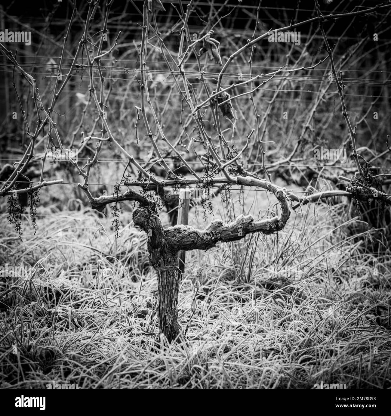 Bordeaux Weinberg über Frost und Smog und Frost im Winter, Landschaft Weinberg Stockfoto