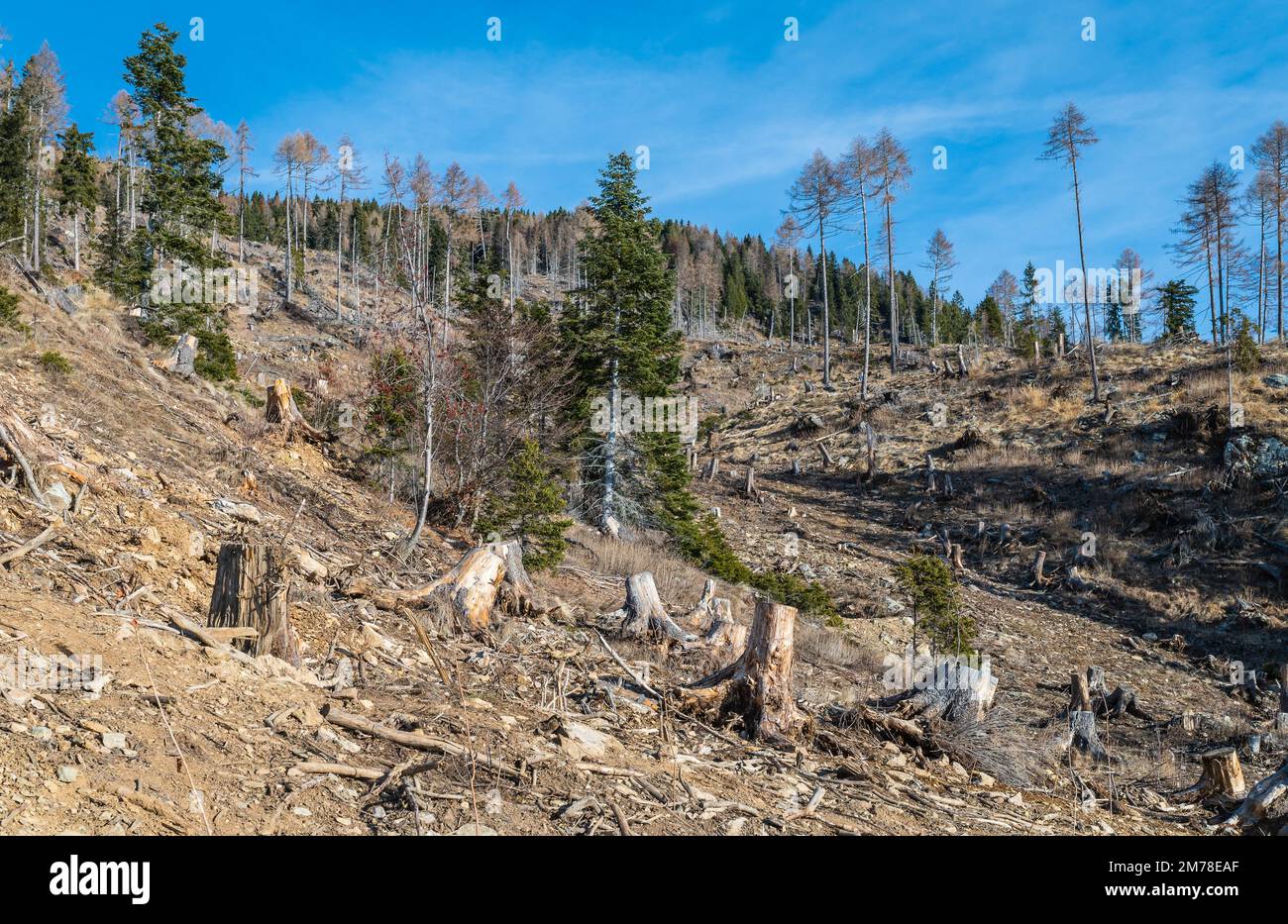 Schäden durch Sturm VAIA (Zyklon Adrian) im Lagorai-Gebirge im Oktober 2018, tote Bäume und Tannenwälder. Levico Terme, Trentino Alto Adige, Italien Stockfoto