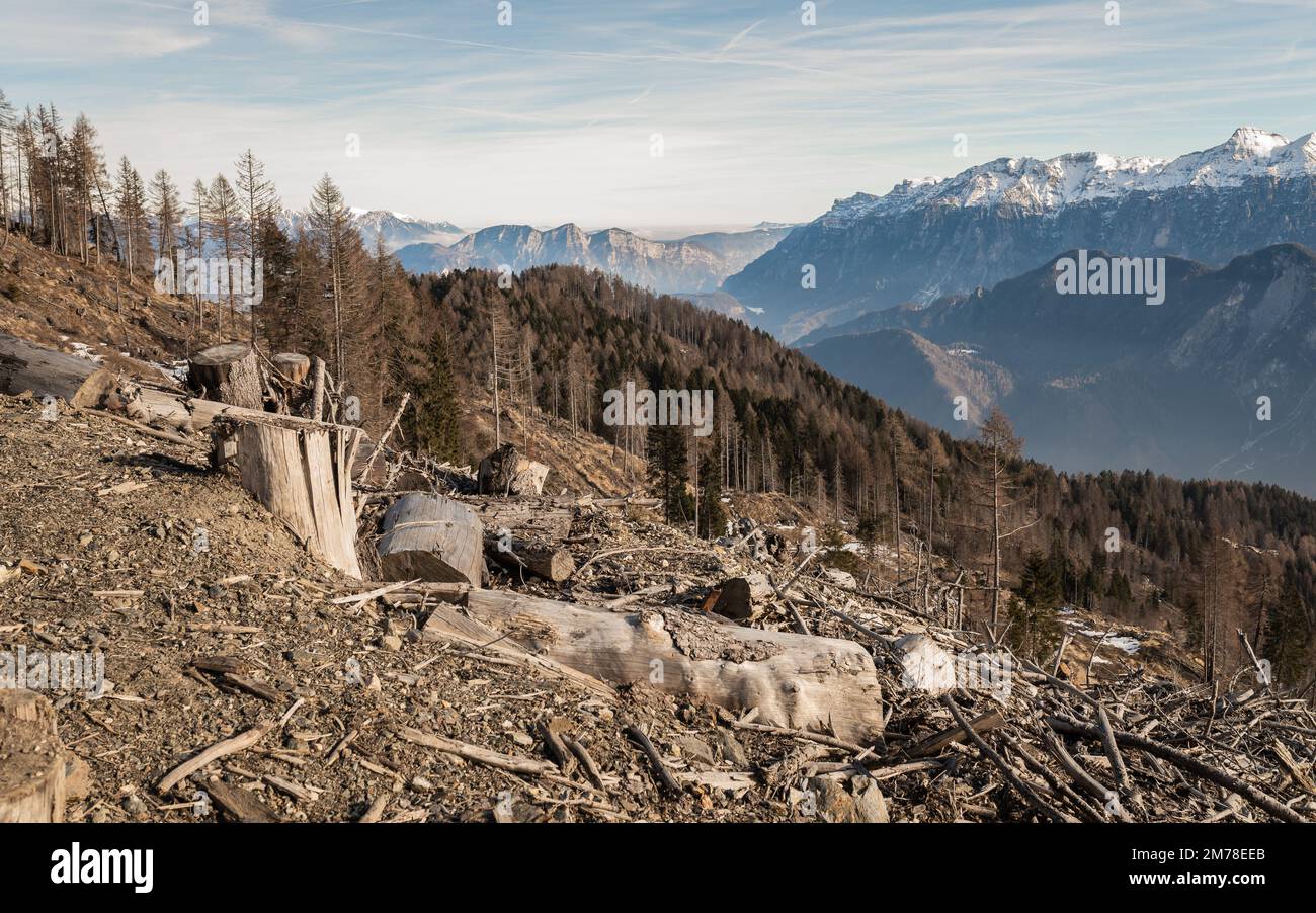 Schäden durch Sturm VAIA (Zyklon Adrian) im Lagorai-Gebirge im Oktober 2018, tote Bäume und Tannenwälder. Levico Terme, Trentino Alto Adige, Italien Stockfoto