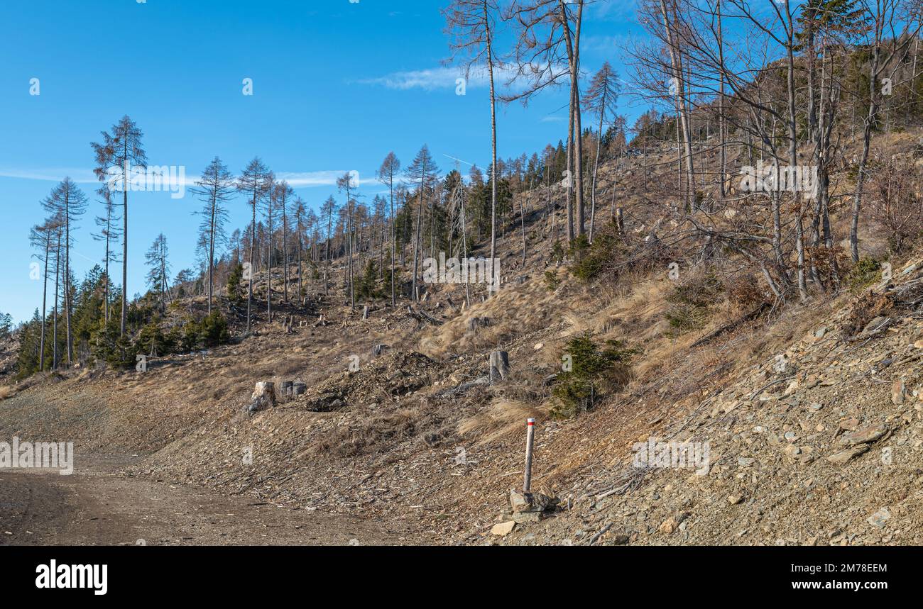 Schäden durch Sturm VAIA (Zyklon Adrian) im Lagorai-Gebirge im Oktober 2018, tote Bäume und Tannenwälder. Levico Terme, Trentino Alto Adige, Italien Stockfoto