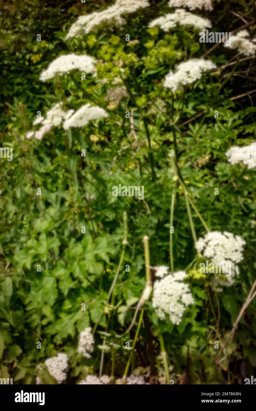 Neu, altersbeständig, digitales Zeitalter, ohne Objektiv, herausragend, Hochauflösendes, natürliches Landschaftsbild des Riesen Hogweed Stockfoto