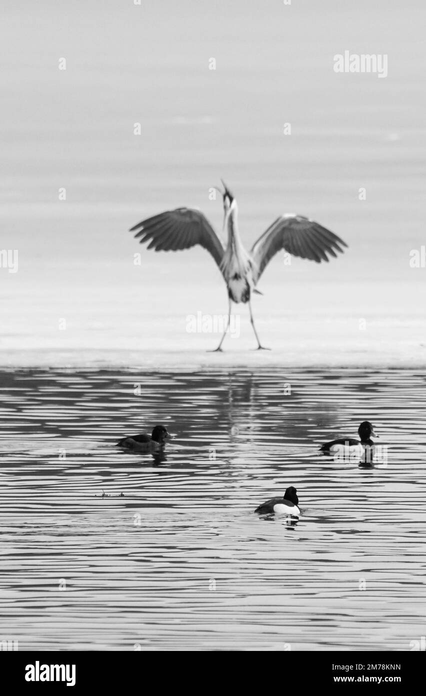 Die getuftete Ente schwimmt vor dem Reiher und spreizt seine Flügel Stockfoto