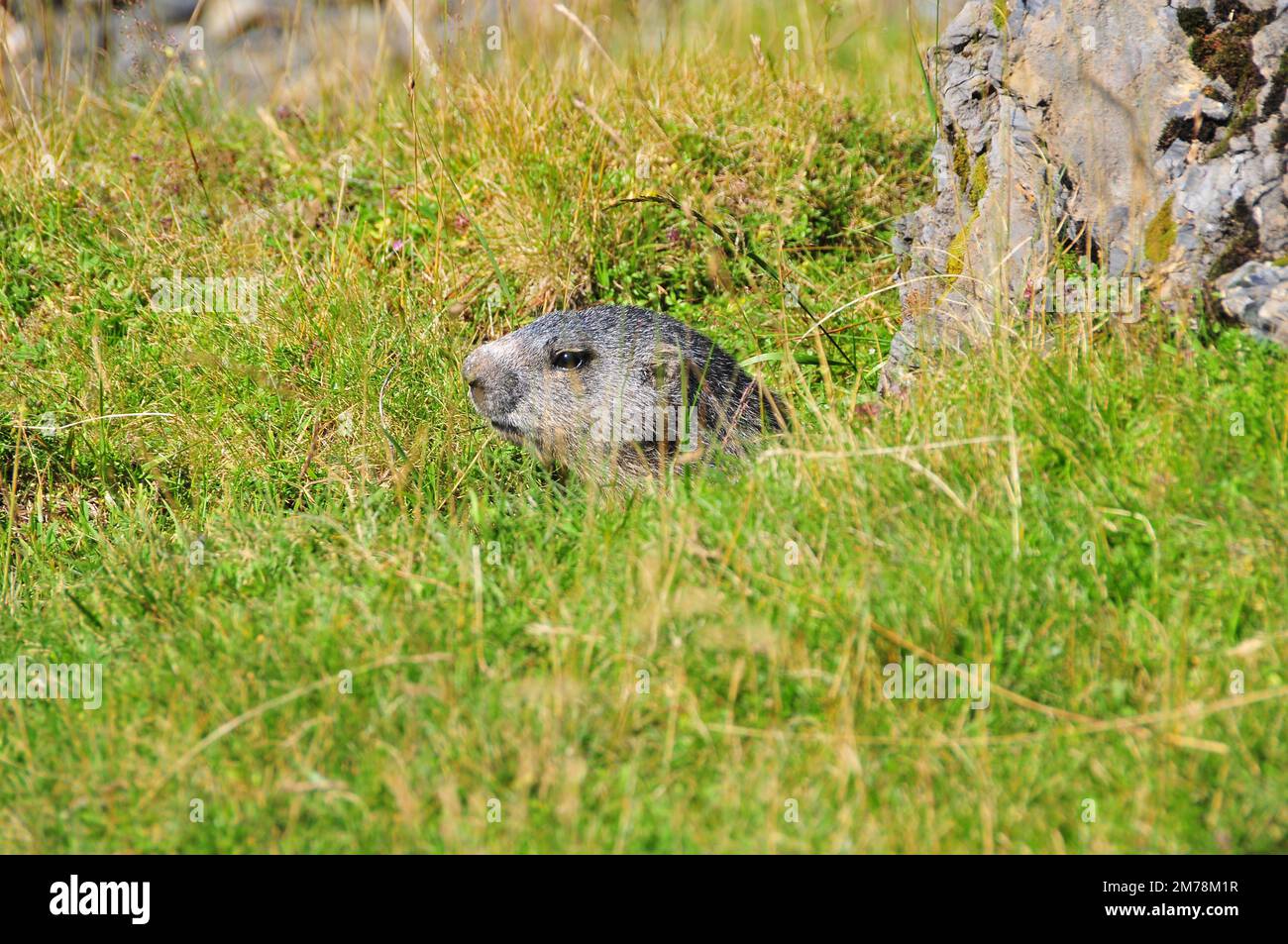 Eine Nahaufnahme eines alpinen Murmeltieres, Marmota marmota auf einer grünen Wiese. Stockfoto