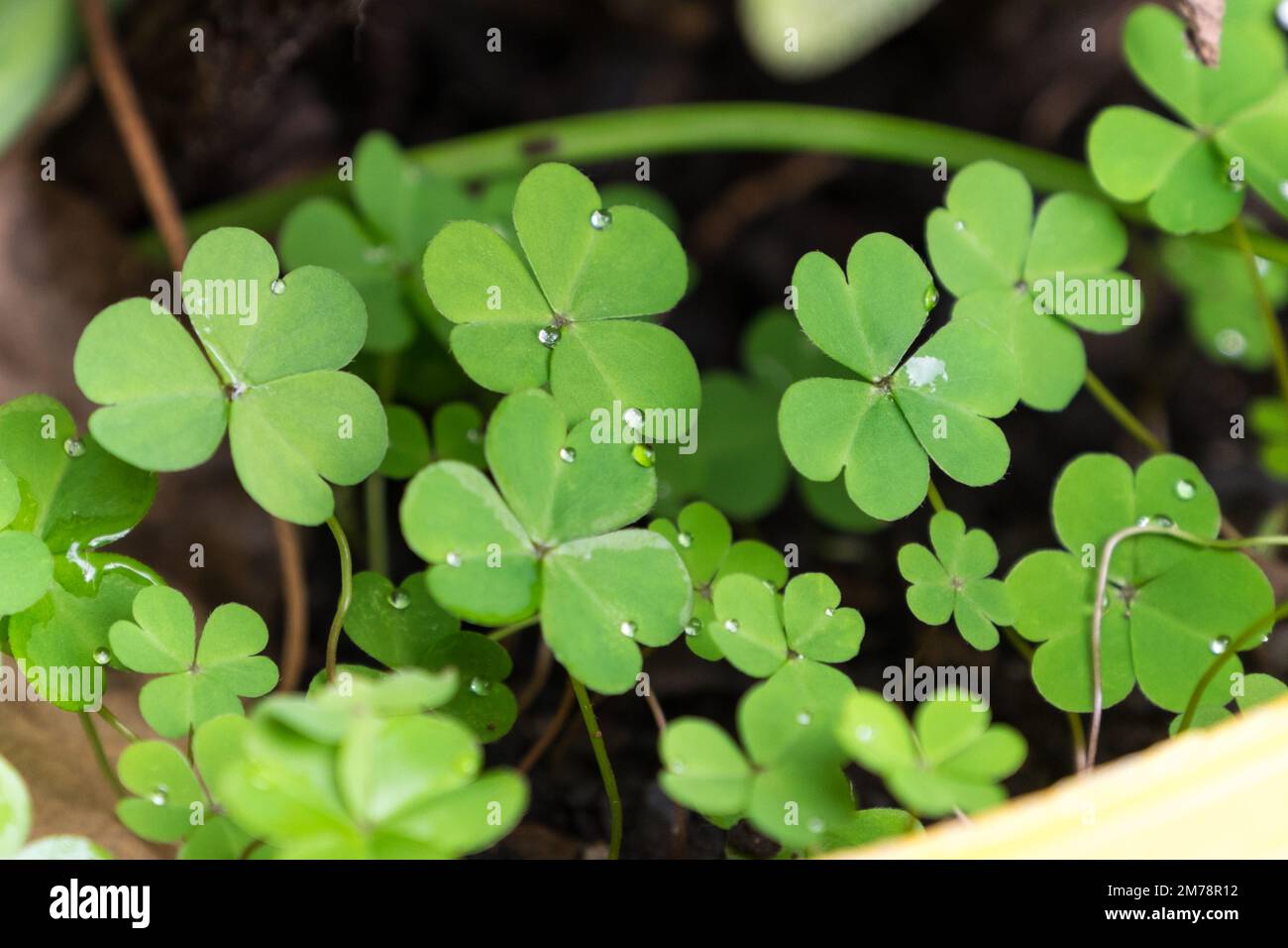 Winzige Wassertropfen auf den Blättern einiger Klee in einem Masseter Stockfoto