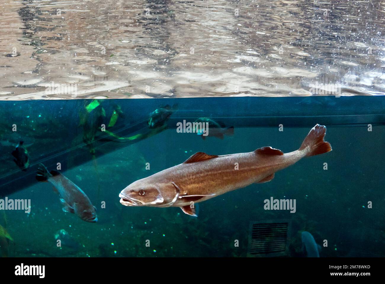 Lebende Unterwasserfische in einem großen Aquarium mit Glaswänden; Alaska SeaLife Center; Resurrection Bay; Seward; Alaska; USA Stockfoto