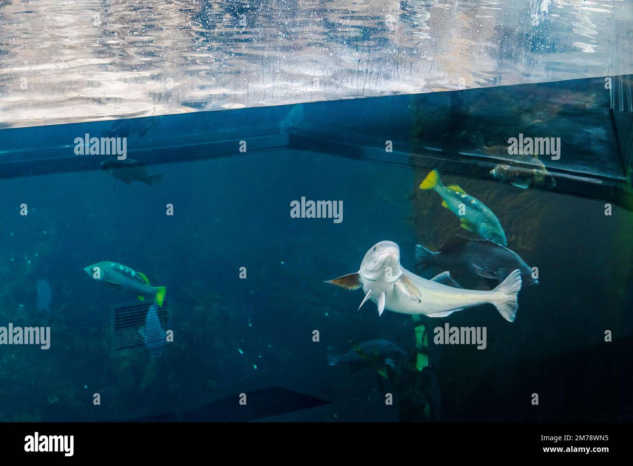 Lebende Unterwasserfische in einem großen Aquarium mit Glaswänden; Alaska SeaLife Center; Resurrection Bay; Seward; Alaska; USA Stockfoto