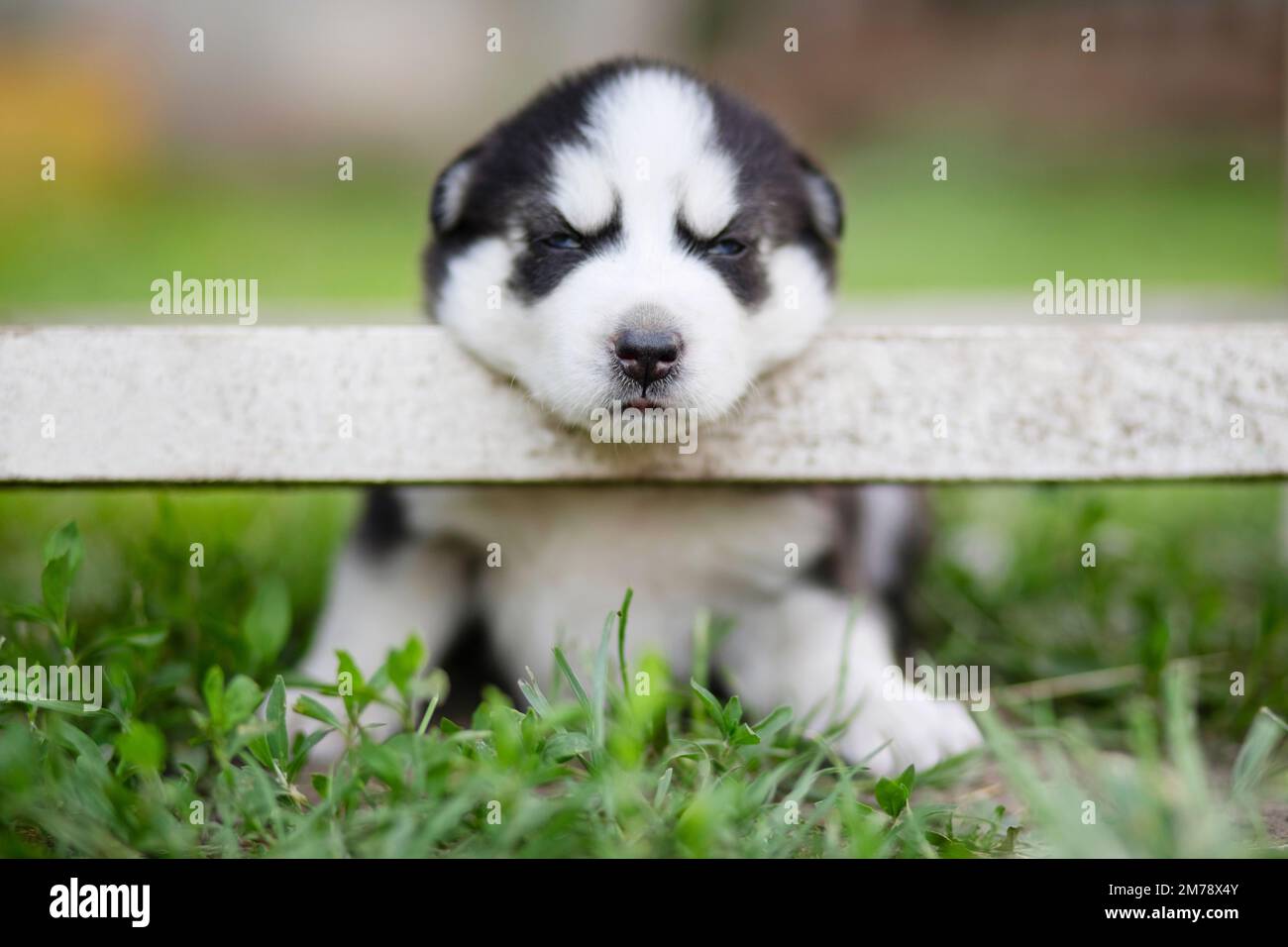 Ein bezaubernder, schläfriger, sibirischer Husky-Welpe, der auf dem Gras sitzt Stockfoto