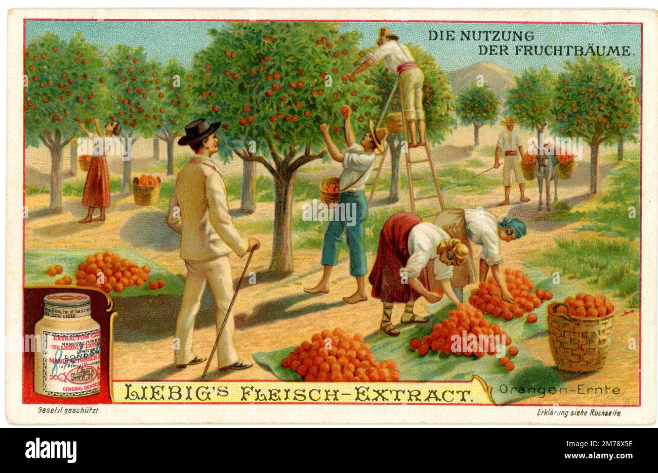 Orangenbaum, Orangenernte. Darstellung eines Liebigbildes Citrus sinensis, (, ), Apfelsine, Apfelsinenernte. Darstellung auf einem Liebig-Bild Stockfoto