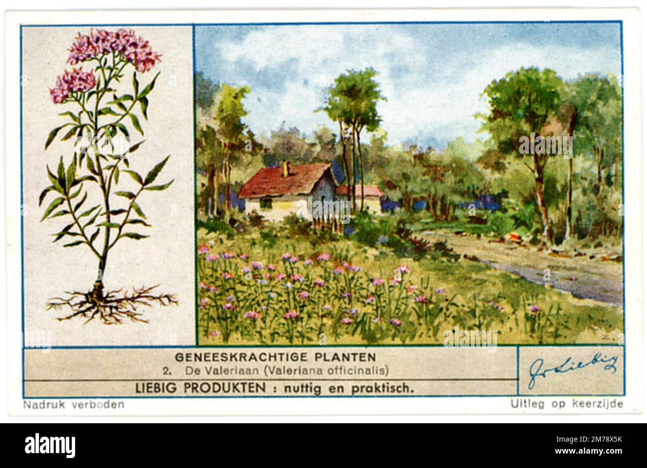 Valerian, Darstellung auf einer Handelskarte Valeriana officinalis, (, ), Baldrian, Darstellung auf einer Sammelkarte Stockfoto