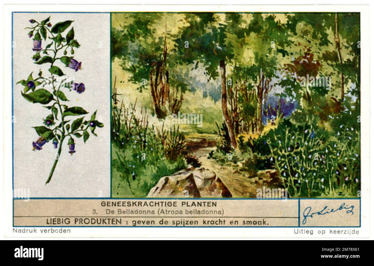 belladonna, Darstellung auf einer Handelskarte Atropa belladonna, (, ), Tollkirsche, Darstellung auf einer Sammelkarte Stockfoto