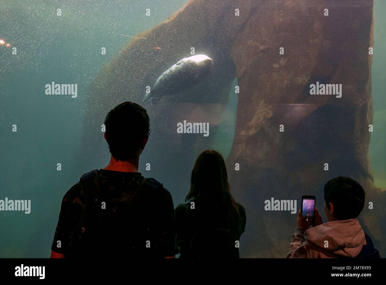 Touristen sehen Ringed Seal; Phoca Hispida; Alaska SeaLife Center; Resurrection Bay; Seward; Alaska, USA Stockfoto