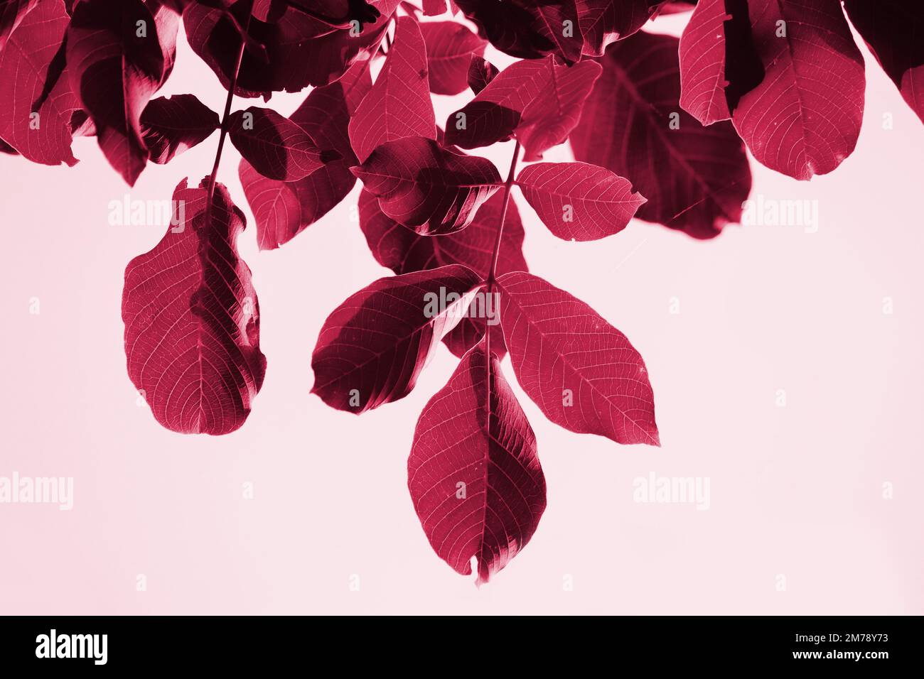Die isolierten Blätter des Walnussbaums (Juglans regia) haben eine trendige Farbe von Viva Magenta. Hintergrundbild mit Farbschattierungen des Jahres für 2023 Stockfoto
