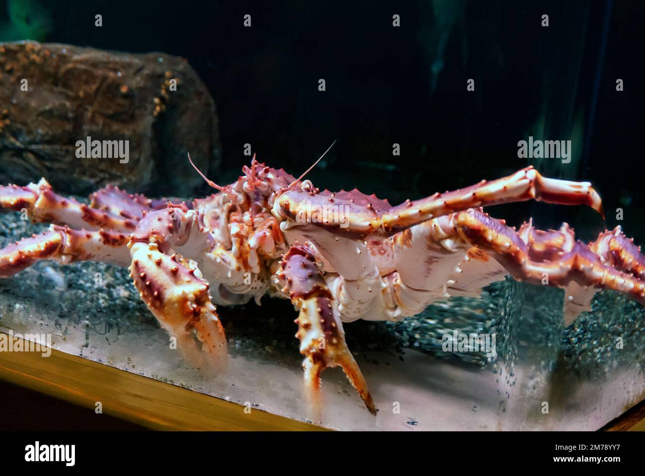 Rote Königskrabbe; Paralithodes camtschaticus; in einem großen, von Glaswänden umgebenen Aquarium; Alaska SeaLife Center; Resurrection Bay; Seward; Alaska; USA Stockfoto