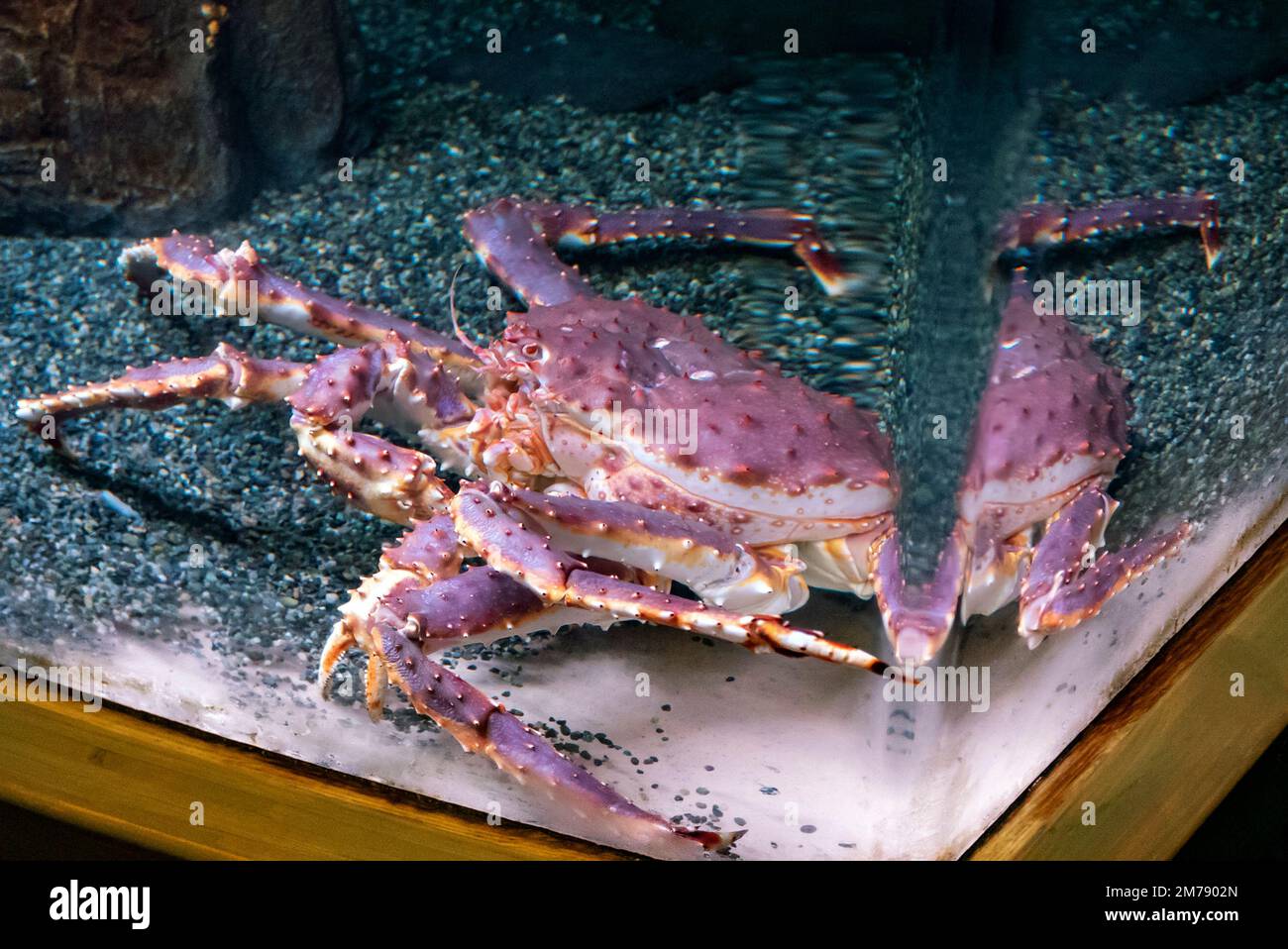 Rote Königskrabbe; Paralithodes camtschaticus; in einem großen, von Glaswänden umgebenen Aquarium; Alaska SeaLife Center; Resurrection Bay; Seward; Alaska; USA Stockfoto