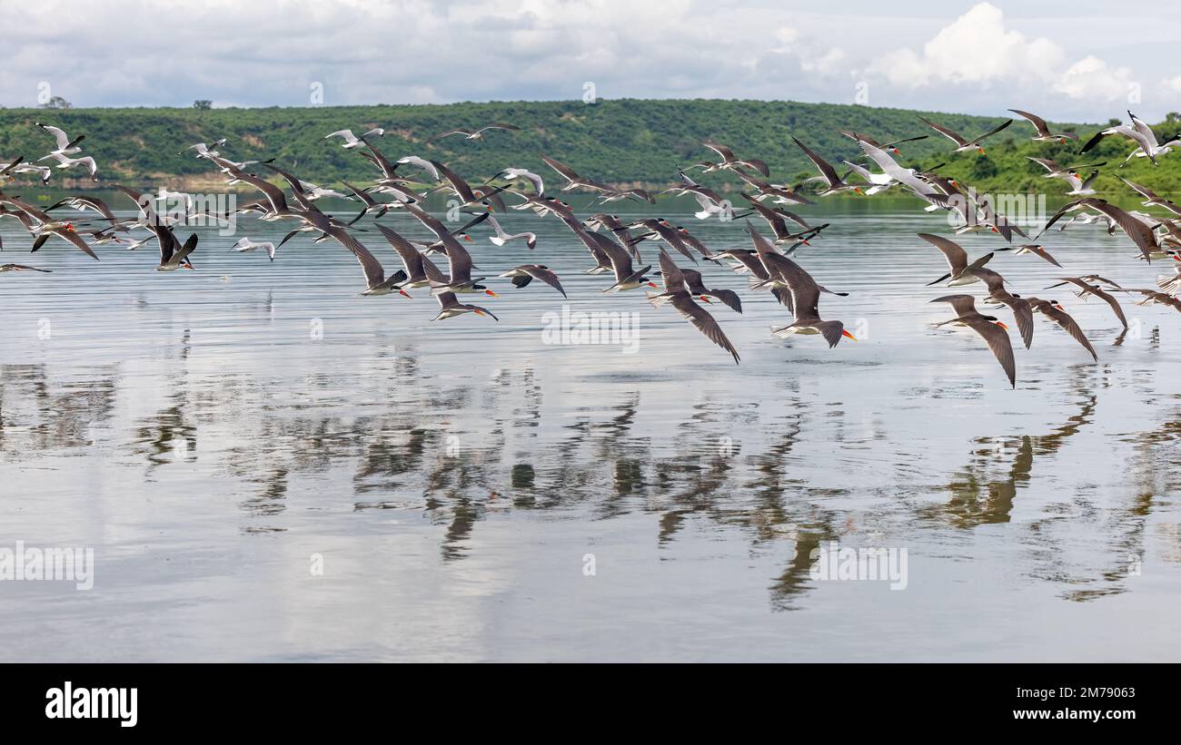 Afrikanische Skimmers, Rynchops Flavirostris, im Flug über den Lake Edward, Uganda. Diese Vögel gleiten direkt unter der Wasseroberfläche nach Fischen ab und sind nea Stockfoto