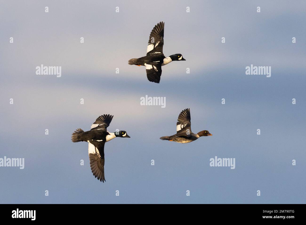 Barrow's Goldeneye (Bucephala islandica), kleiner fock im Flug, Nordosten Region, Island Stockfoto