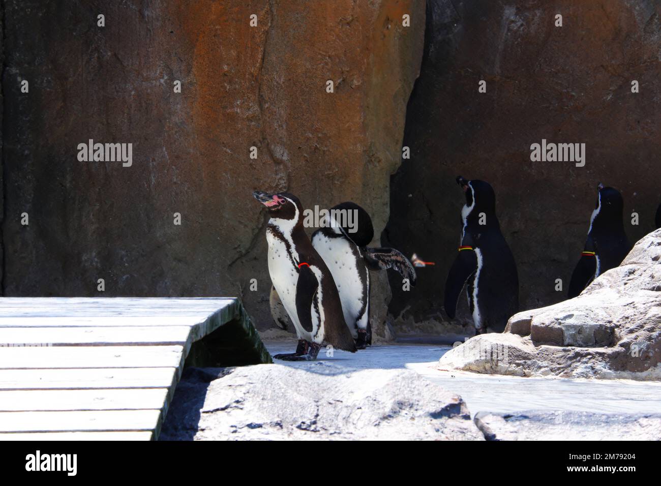 Pinguine, die auf leichtem Schnee in der Nähe von Felsen im Freien spazieren Stockfoto