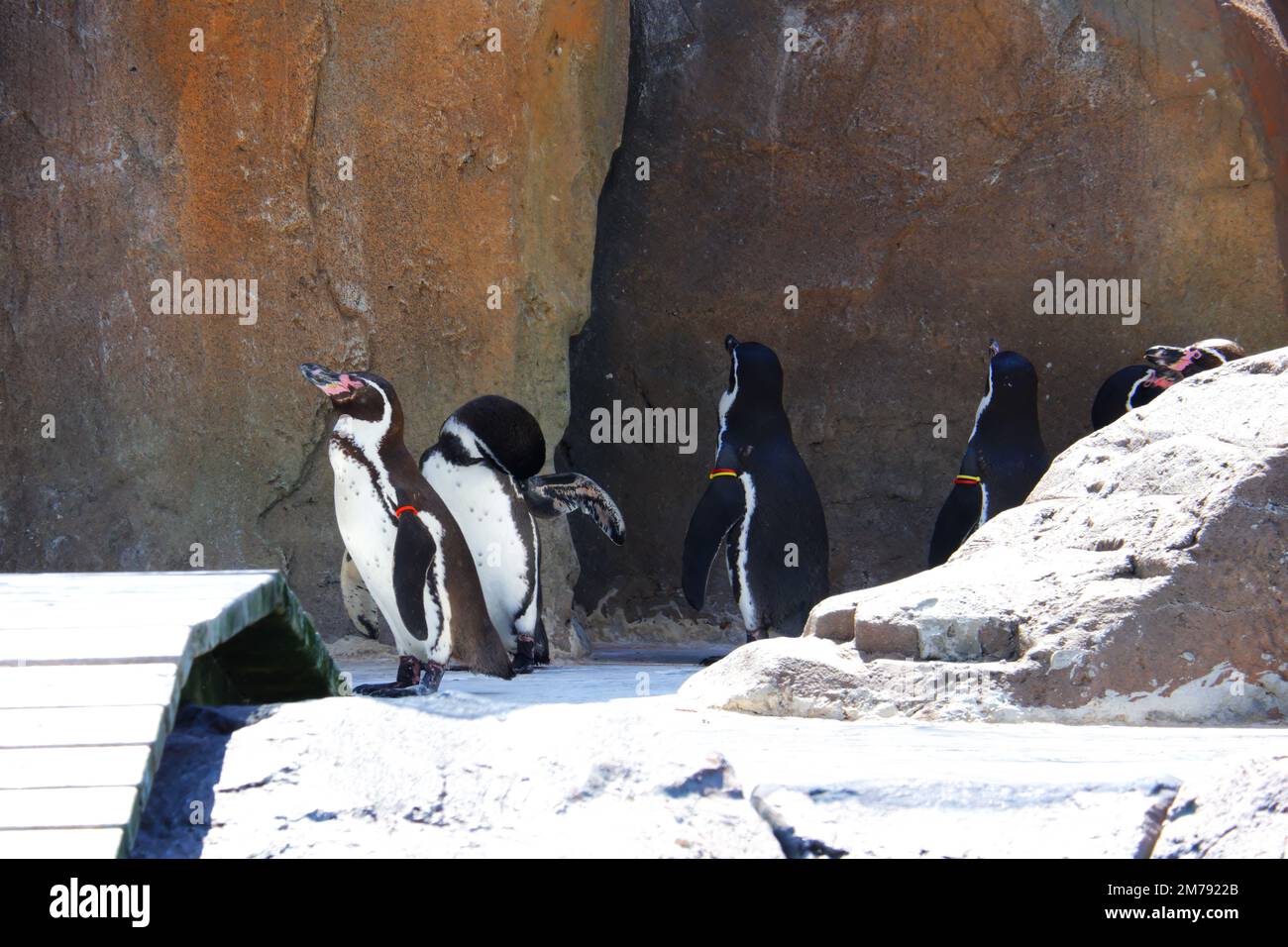 Pinguine, die auf leichtem Schnee in der Nähe von Felsen im Freien spazieren Stockfoto