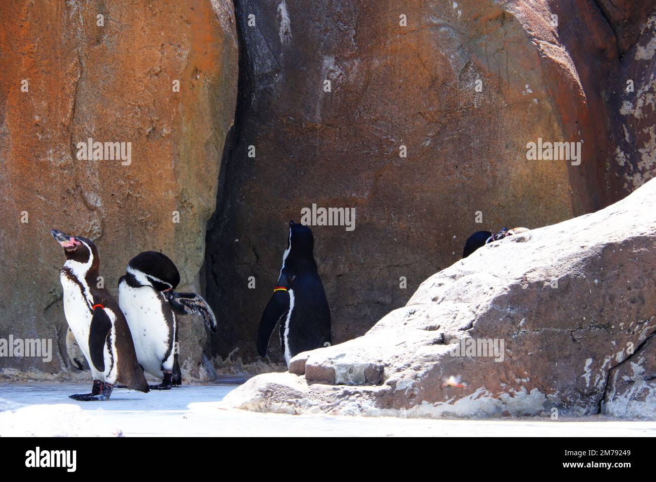 Pinguine, die auf leichtem Schnee in der Nähe von Felsen im Freien spazieren Stockfoto