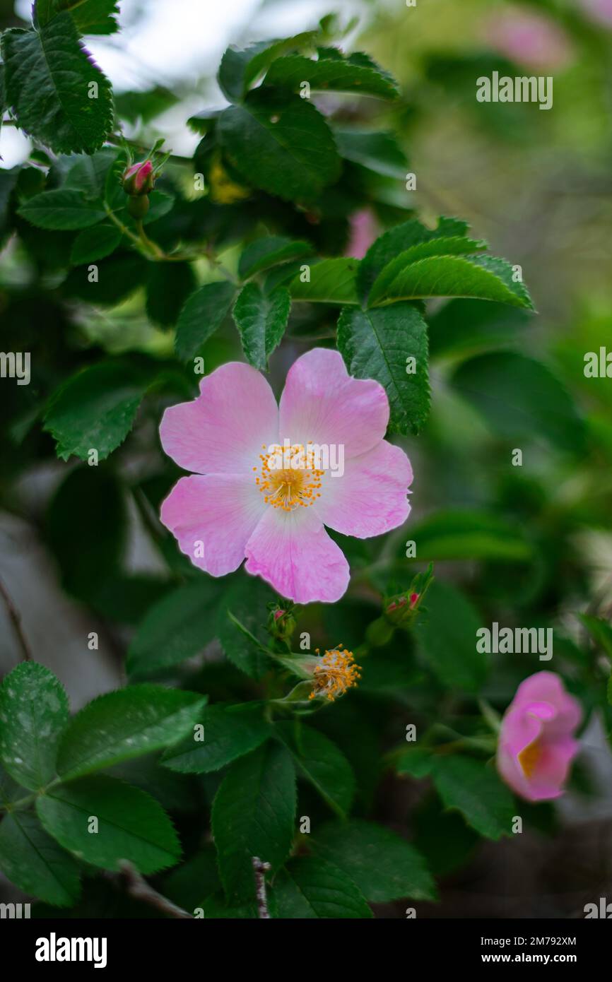 Eine schöne Nahaufnahme einer einzelnen Hunderosenblume Stockfoto