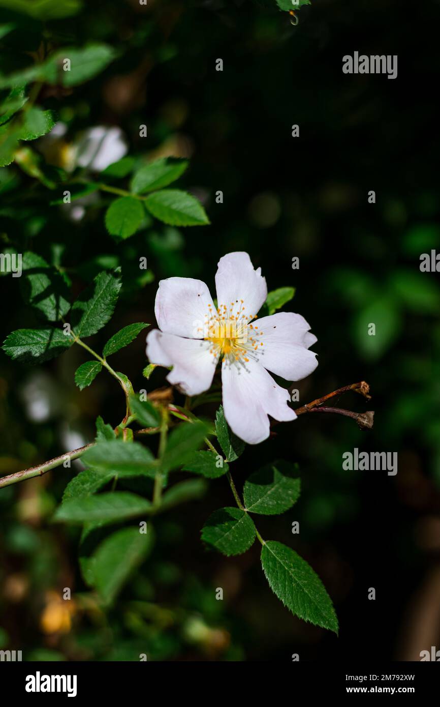 Eine schöne Nahaufnahme einer einzelnen Hunderosenblume Stockfoto