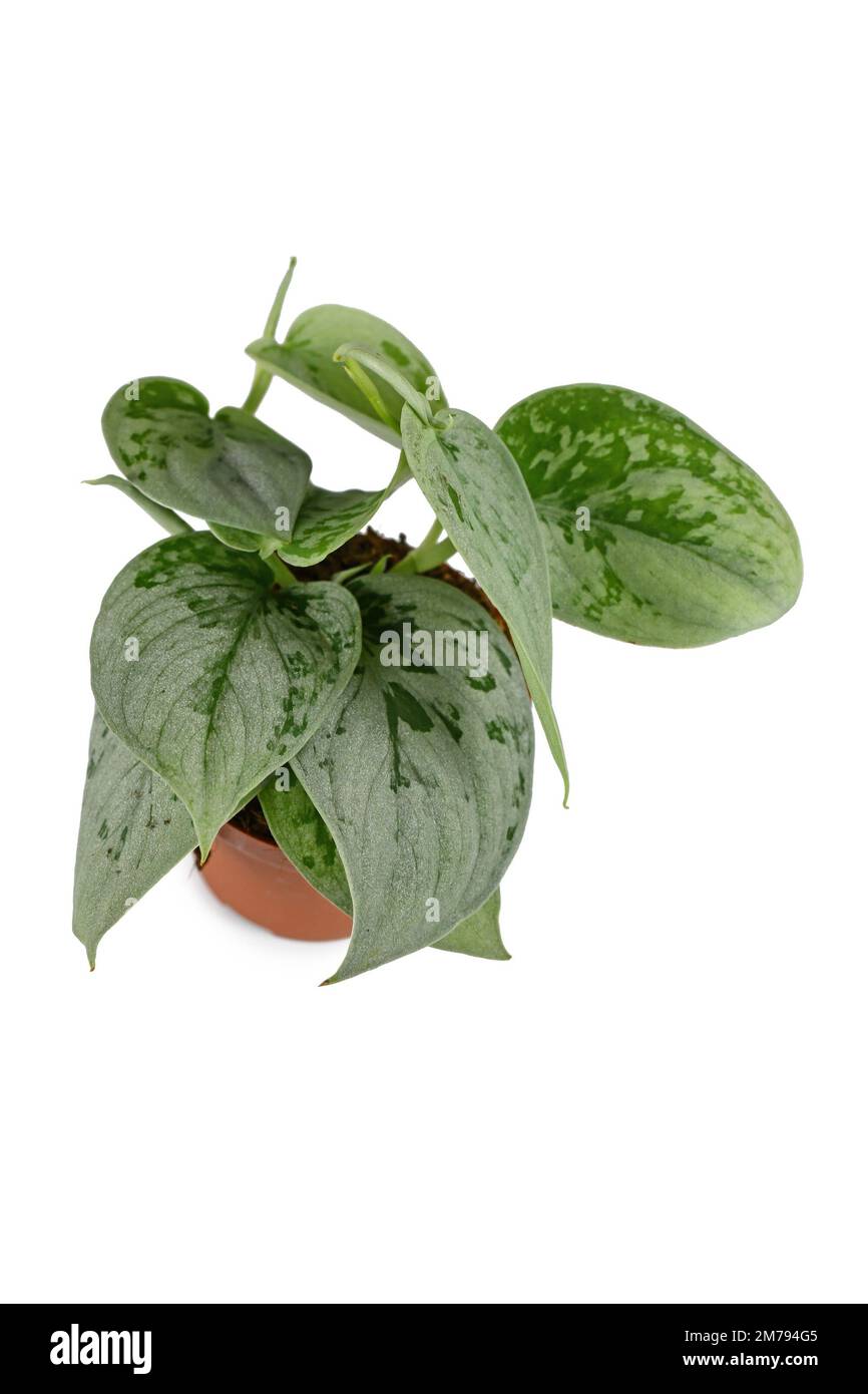 Kleine exotische 'Scindapsus Pictus silvery Ann' Zimmerpflanze in Topf auf weißem Hintergrund Stockfoto