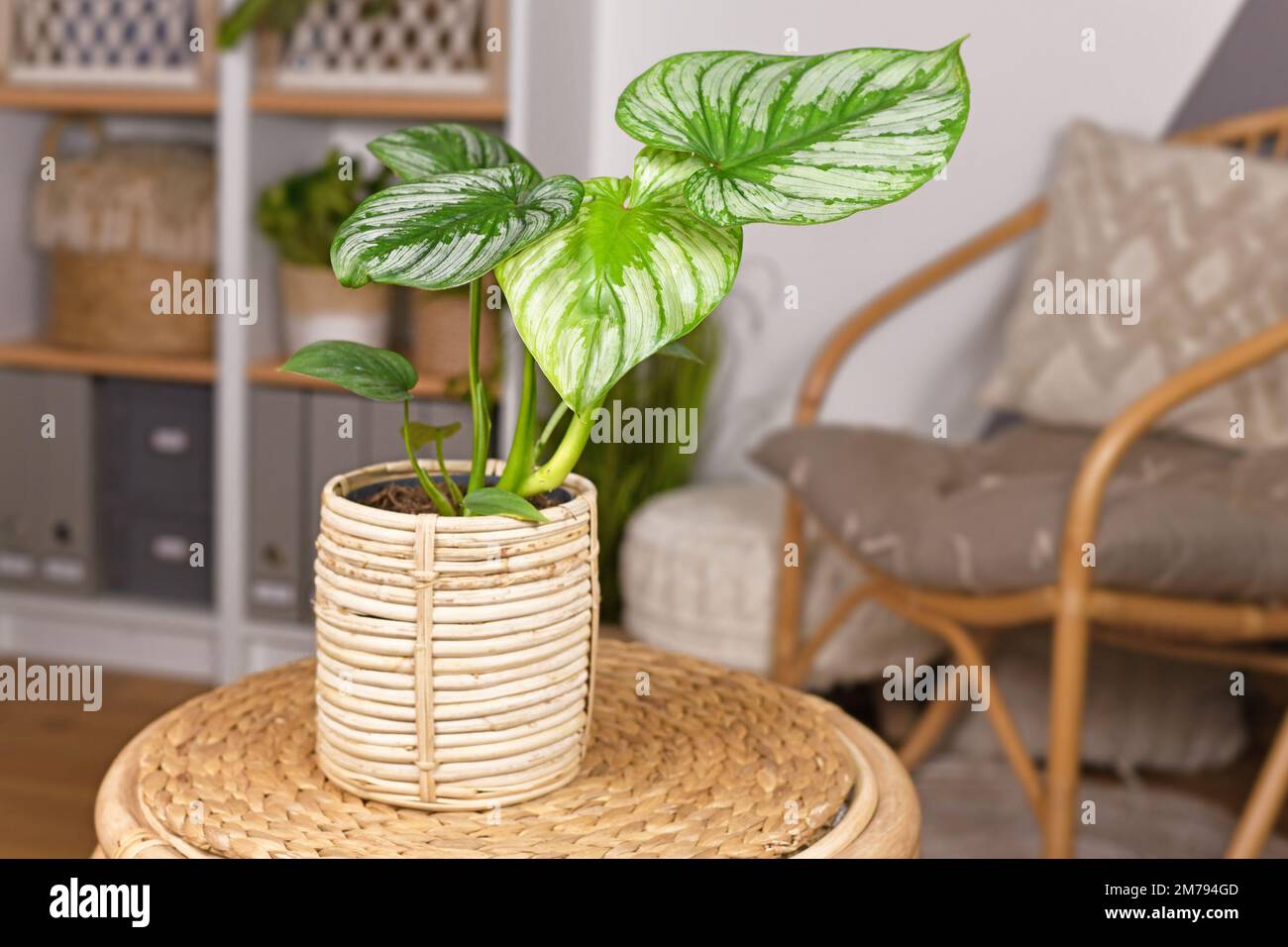 Tropische Zimmerpflanze „Philodendron Mamei“ mit silbernem Muster im Blumentopf mit Korb auf dem Tisch im Wohnzimmer im Boho-Stil Stockfoto