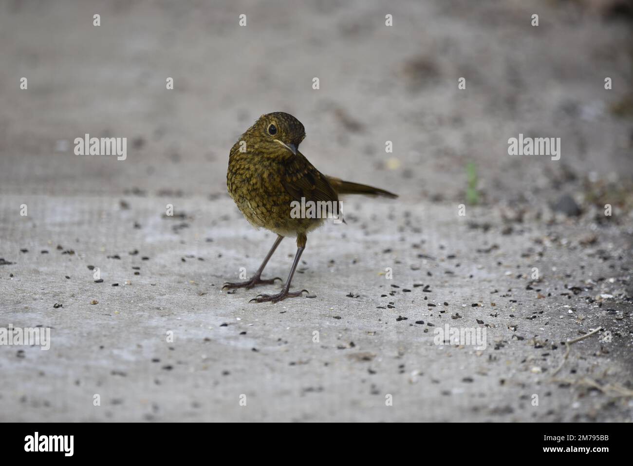 Juvenile European Robin (Erithacus rubecula) trifft eine süße Kamera-Pose, der Kopf ist nach rechts geneigt und steht im Juli in Wales, Großbritannien, auf einer heißen Terrasse Stockfoto