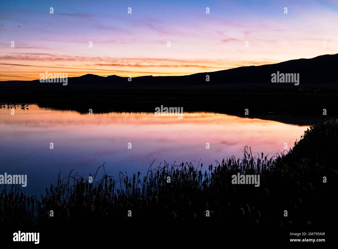 Sonnenuntergang; Cattails; Monte Vista National Wildlife Refuge; San Luis Valley; Colorado; USA Stockfoto