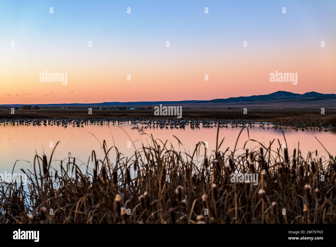 Sandhill Cranes at Sunrise, Monte Vista National Wildlife Refuge, San Luis Valley; Colorado, USA Stockfoto
