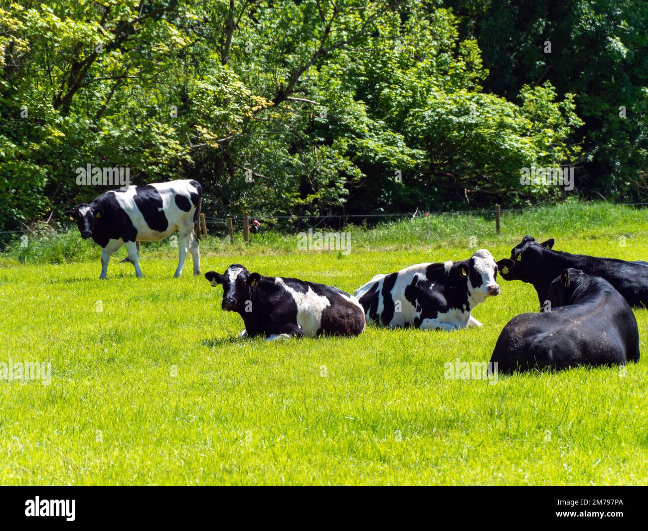 An einem sonnigen Frühlingstag liegen mehrere Kühe auf einer grünen Wiese. Rinder auf der Weide. Viehzucht. Schwarz-weiße Kuh liegt auf grünem Grasfeld Stockfoto