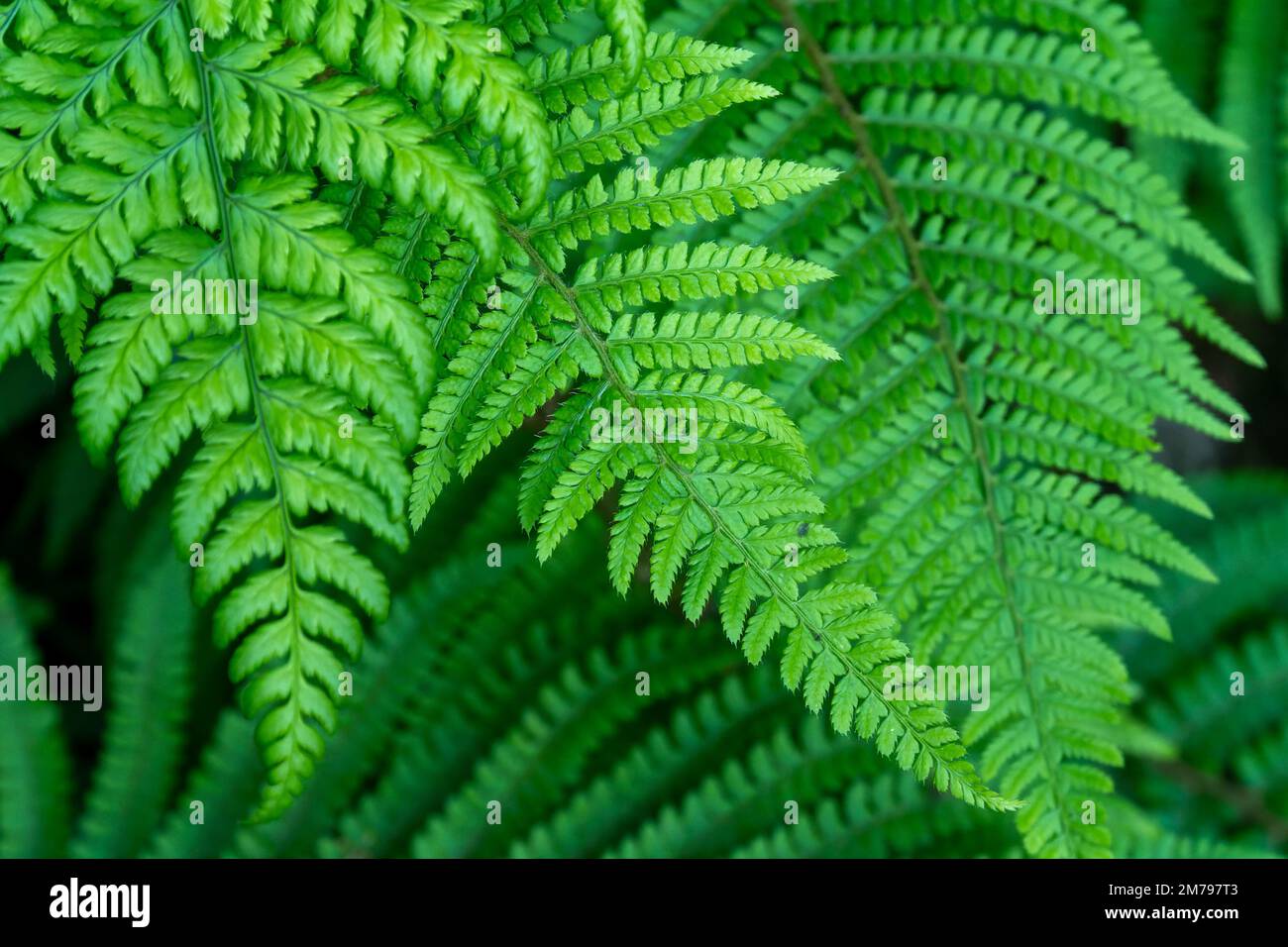 Schöne Blätter eines Farns, Nahaufnahme. Dichtes grünes Laub, Makro. Grünfarnpflanze in Nahaufnahme Stockfoto