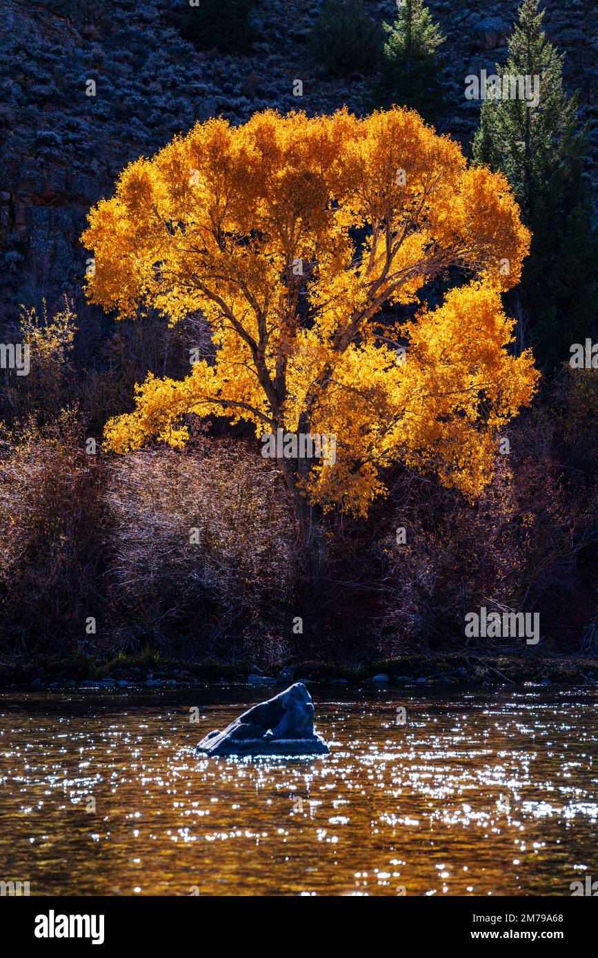 Golden Cottonwood Tree Laub im Herbst; Gunnison River; Colorado; USA Stockfoto