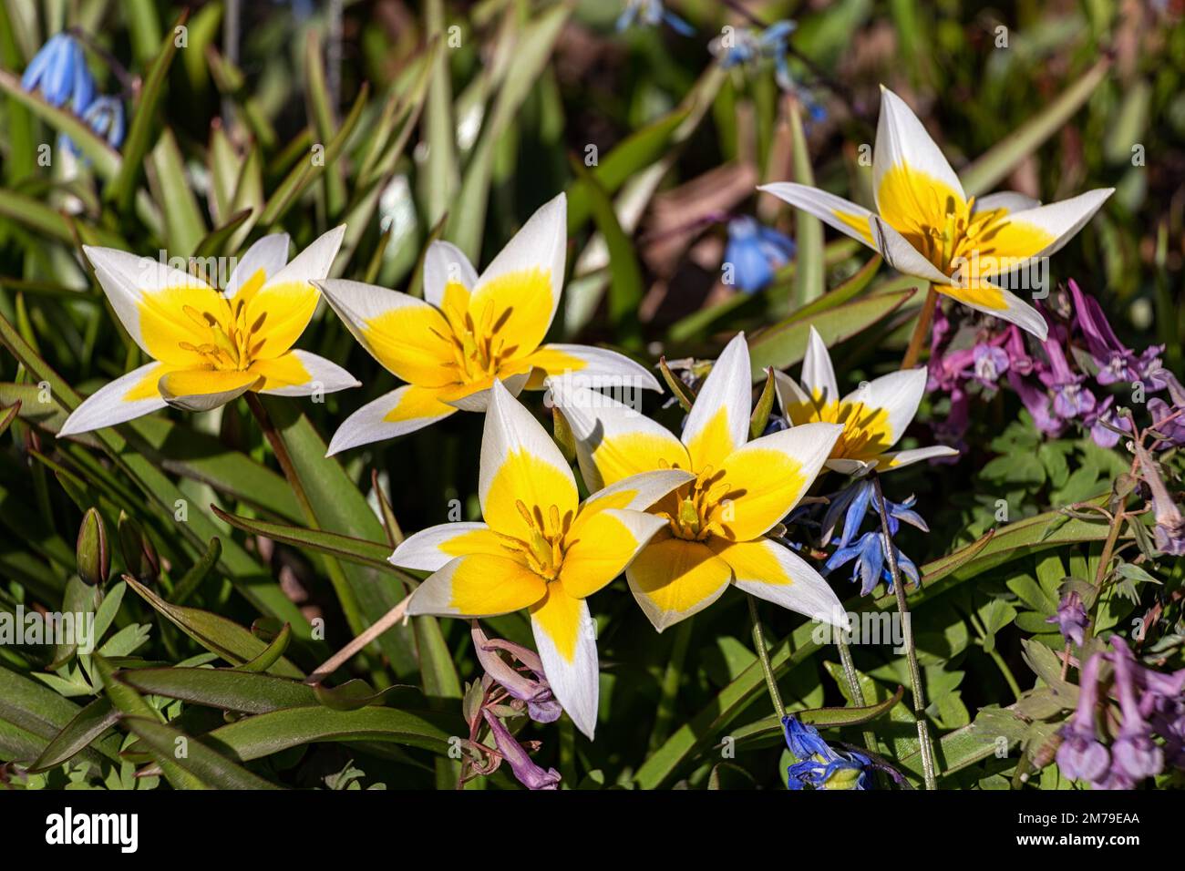 Spezielle Tulpe Tulipa Tarda Stapf neben anderen Frühlingsblumen Stockfoto