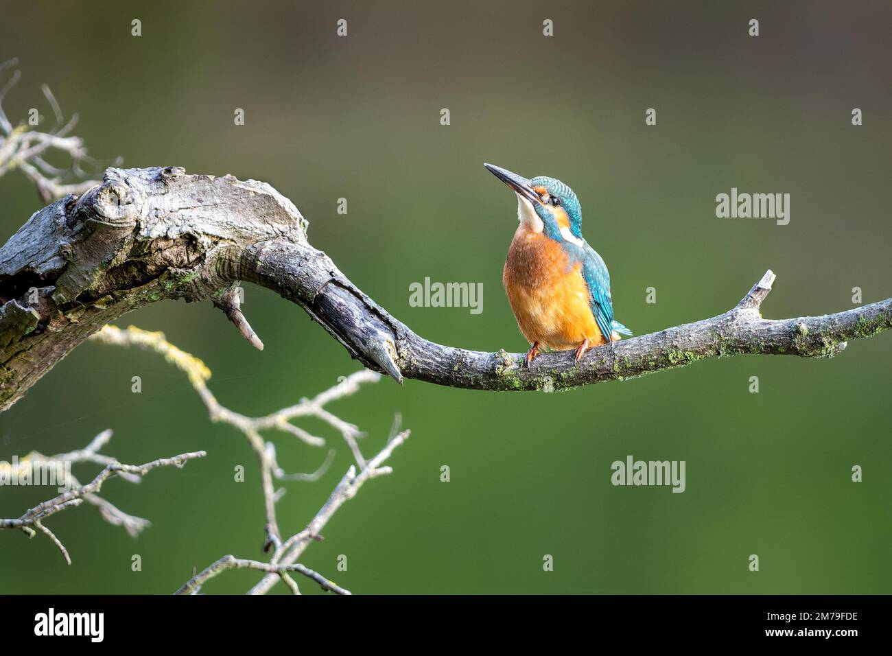 Kingfisher-Vogel auf einem Ast Stockfoto