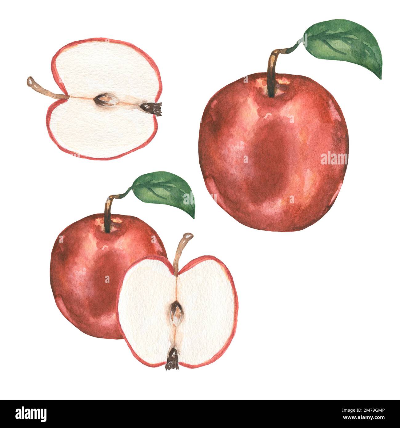 Aquarell Apfel-Zeichnungsset, handgezeichnete rote Apfelfrucht-Clipart. Bio gesunde Lebensmittel. Stockfoto