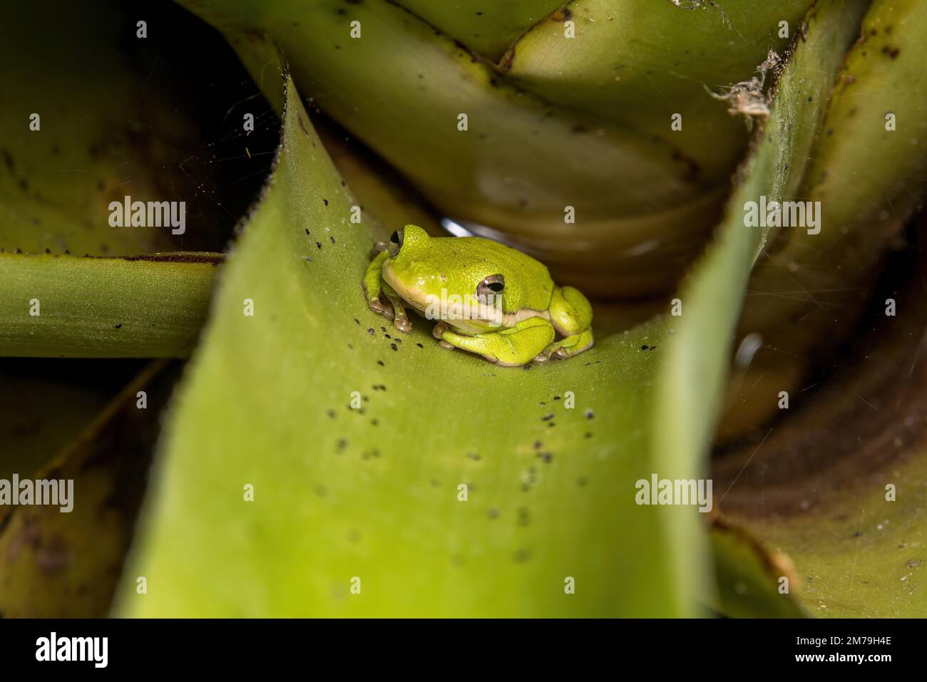 Baumfrosch in Bromelien Stockfoto