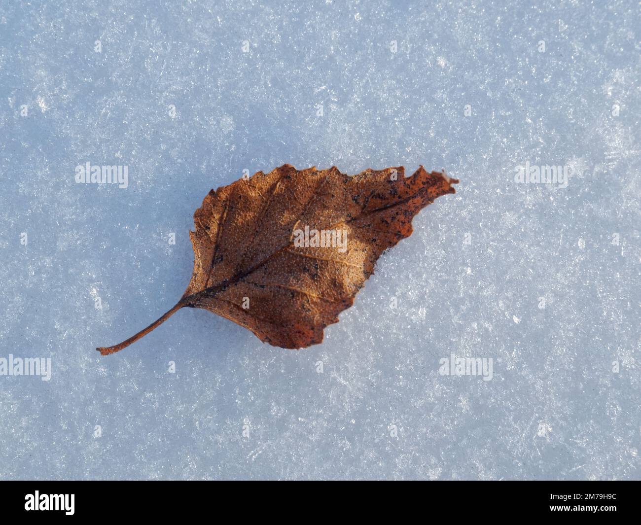 Kleines trockenes Birkenblatt, das auf dem Schnee liegt. Quebec, Kanada. Stockfoto