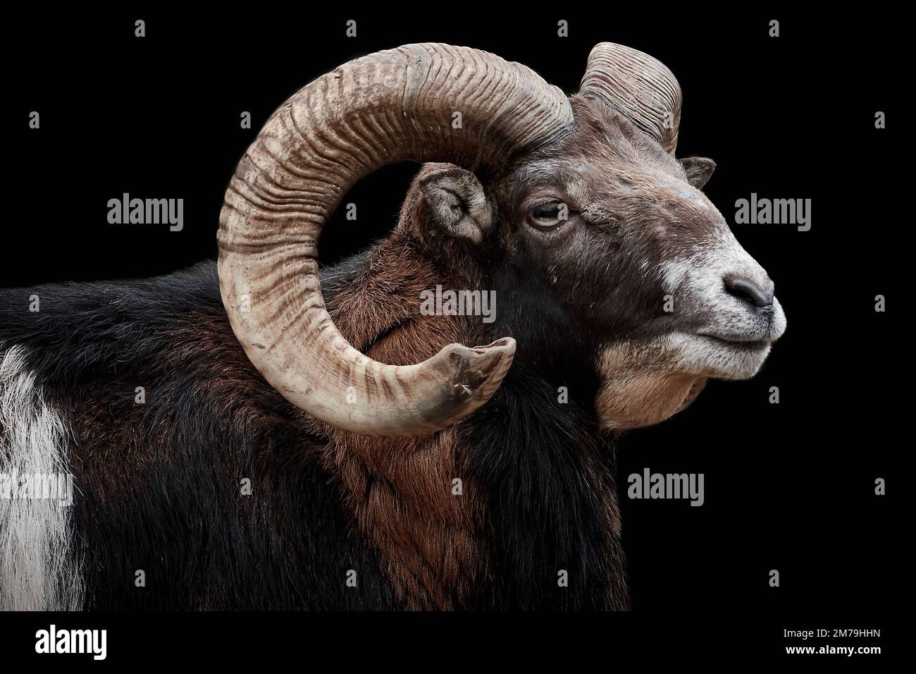 Nahaufnahme des auf schwarzem Hintergrund isolierten europäischen Mouflon-Ramms (Ovis aries musimon) Stockfoto