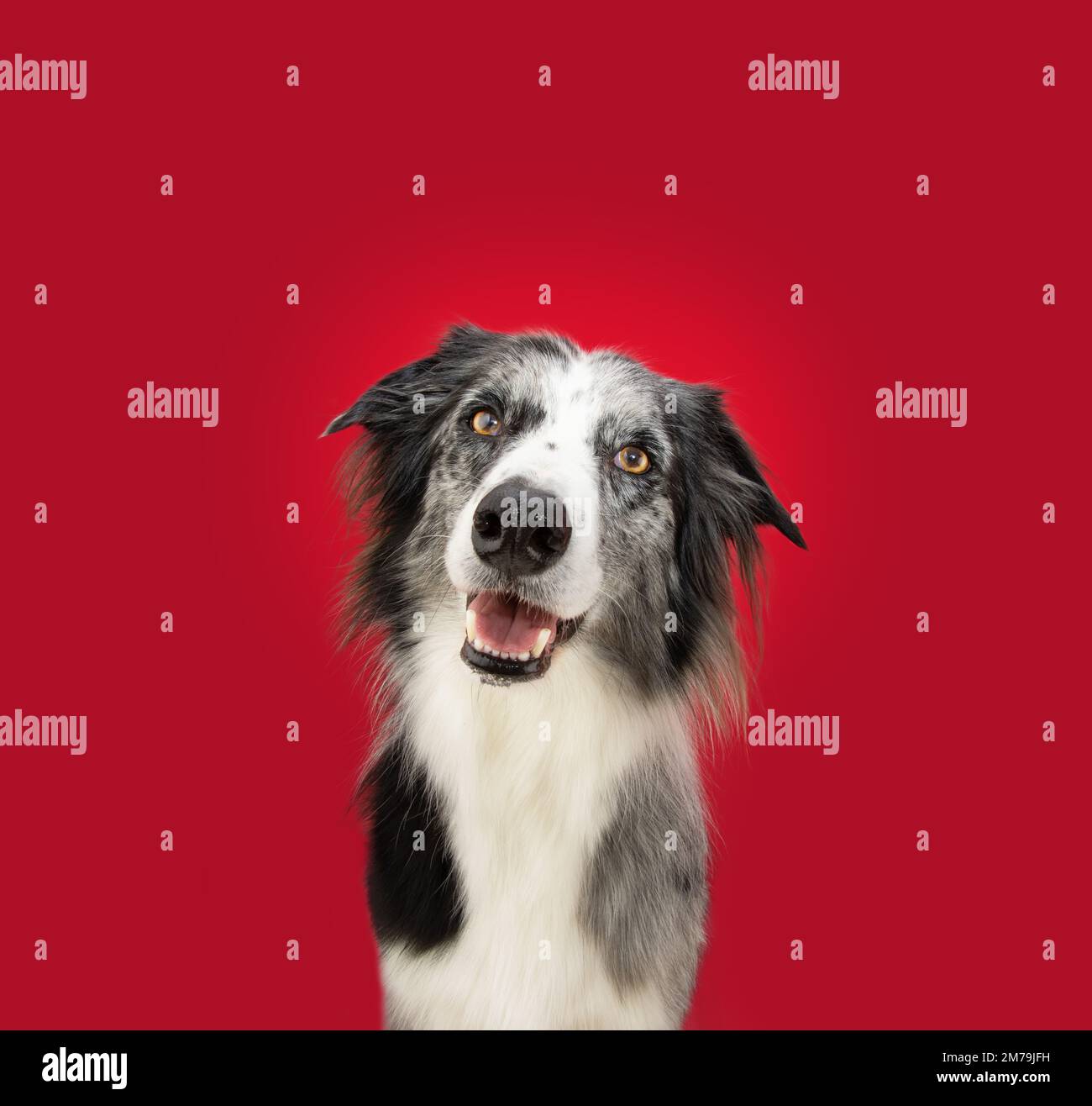 Portrait Border Collie merle Dog mit fröhlichem Gesichtsausdruck. Isoliert auf rotem, magentafarbenem Hintergrund Stockfoto