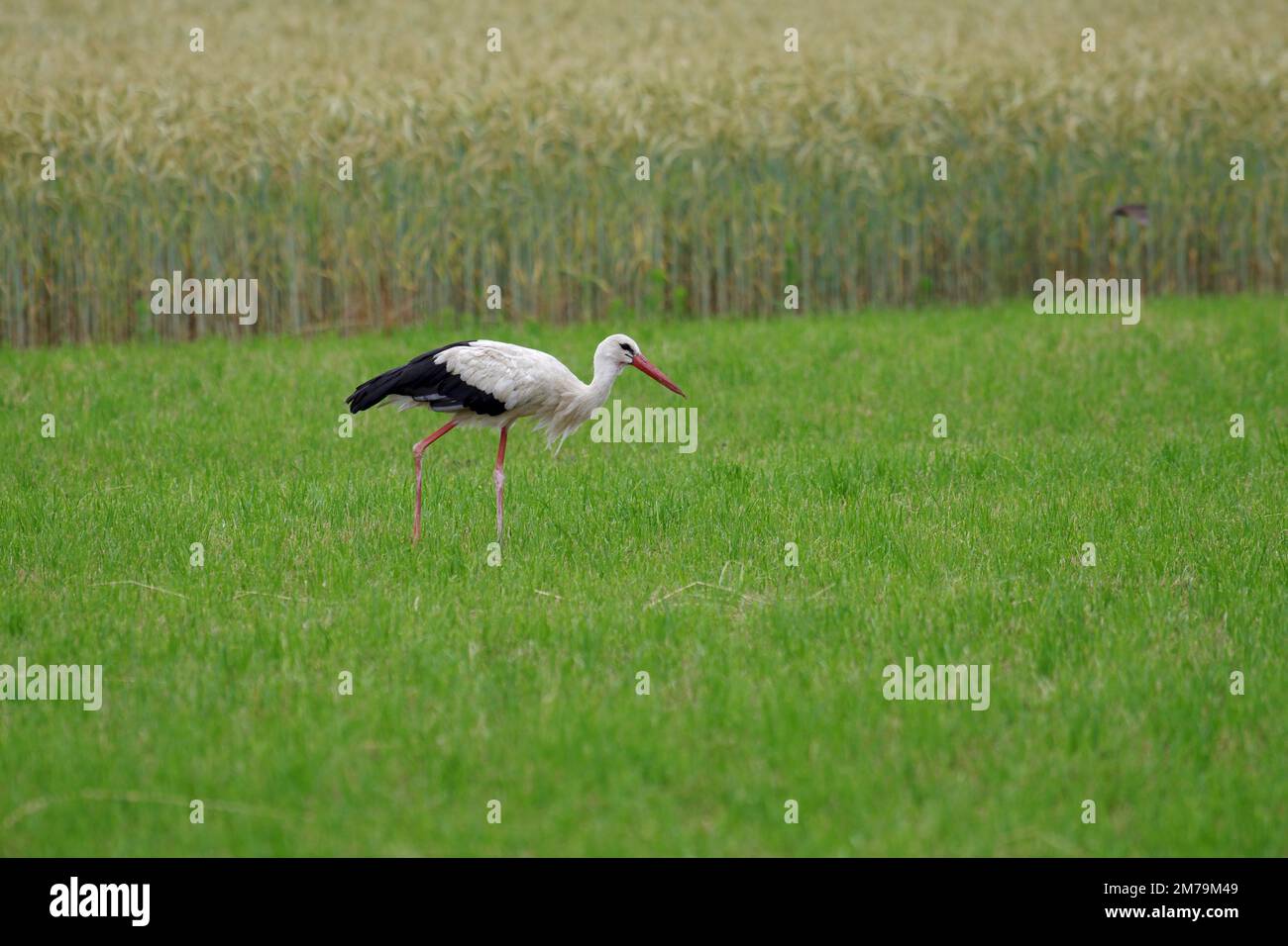 Weißstorch (Ciconia ciconia), Vogel, Landschaft, Wiese, Deutschland, Ein weißer Storch sucht auf der Wiese nach Essen Stockfoto